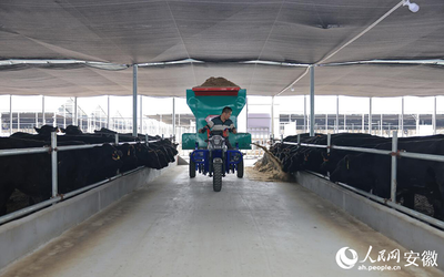 畜牧漁業(yè)飼料銷(xiāo)售與科學(xué)飼養(yǎng)的重要性